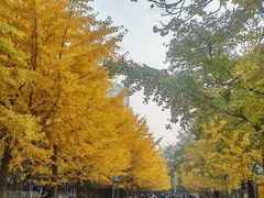 -长白岛森林公园