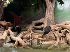 -正佳雨林生态植物园