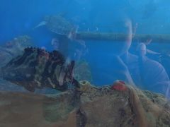 -广东惠东海龟国家级自然保护区