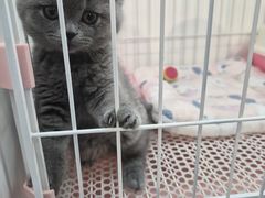 -哈尔滨道外花鸟鱼市场