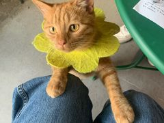 -喵屿·大理花园猫咖