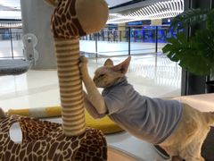 -COLOR PETS 撸猫馆·购猫·猫咖(长风大悦城店)