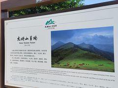 -大姆山草场