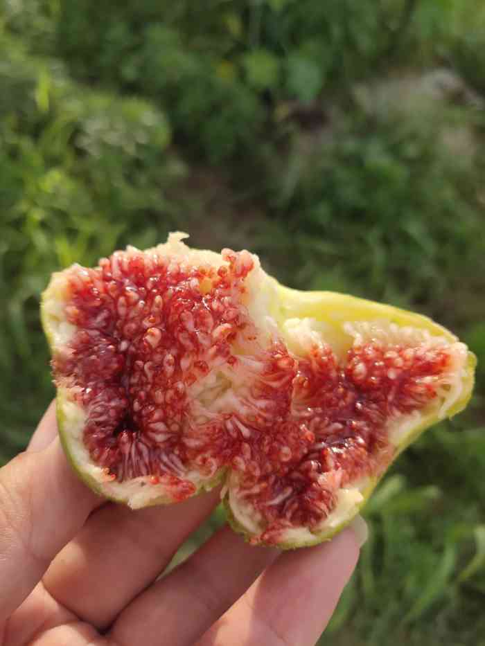 格林无花果亲子体验农场-"红颜无花果 错过了青皮,这一款也很棒!是.