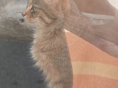 -青藏高原野生动物园