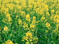 -中国天府农业博览园