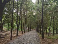 -泰山风景名胜区-普照寺