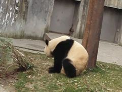 -成都大熊猫繁育研究基地