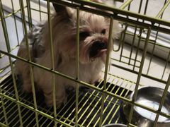 -宠福鑫康馨动物医院·骨科·眼科