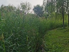 -莲花池公园