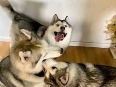 -Husky Go! 哈士奇体验馆·宠物咖啡厅狗咖