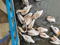 -广州长隆飞鸟乐园