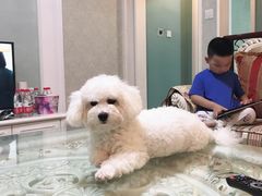 -翊宠yipet猫狗购宠庄园犬舍•猫舍