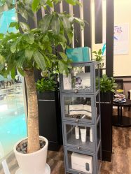 -史云逊养发护发