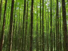 -山王坪喀斯特国家生态公园