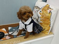 -纳吉亚猫专科动物诊疗中心(蒋宅口分院)