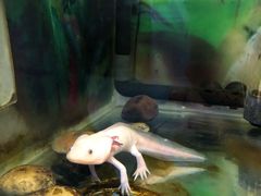 -上海大自然野生昆虫馆(东方明珠·爬宠昆虫探索中心)