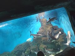 -石家庄海洋公园