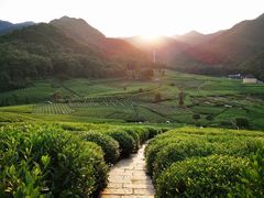 -龙坞茶村