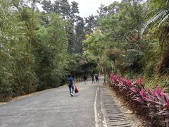 -田心森林公园