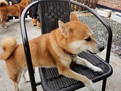 -柴犬高等学院·狗咖·柴犬售卖·宠物训练