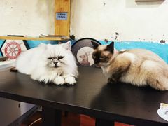 -猫小院猫主题咖啡厅(北锣店)