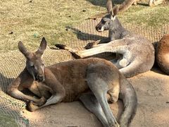-西霞口神雕山野生动物世界