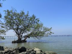 -宝安西湾红树林湿地公园