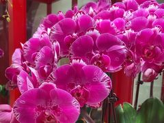 -奇芳阁·百年清真南京菜(夫子庙店)