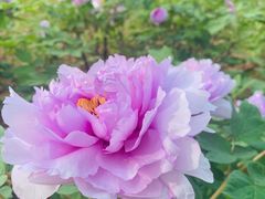 -洛阳市隋唐城遗址植物园