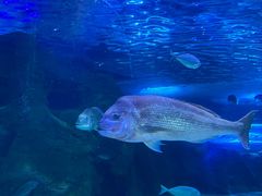 -悉尼海洋生物水族馆