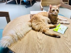 -藏猫猫咖啡主题馆(中央大道店)