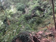 -青芝山风景名胜区