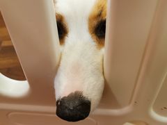 -柯斗斗主题餐厅·狗咖·围炉煮茶·茶饮(国瑞升平里店)