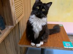 -猫色咖啡·猫咖