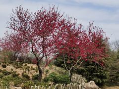 -曹州百花园