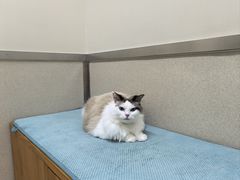 -爱妮康宠物医院·干细胞免疫细胞·肿瘤·心脏(张江店)