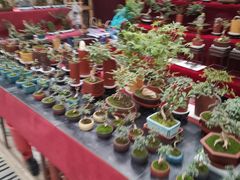 -秦美花卉(天朗·莱茵小城2期店)