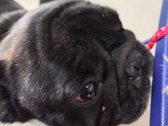 -瑞派福兴宠物医院犬猫全科·骨科·中西医结合(河东店)