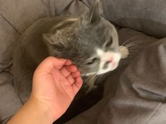 -滚猫咖啡·猫咖·猫友好撸猫(未来城店)