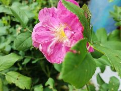 -花之城