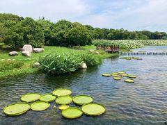 -荷塘月色湿地公园·向阳花洲