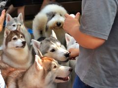 -TrueLove @ Neverland (Husky Cafe)