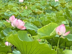 -绍兴镜湖国家城市湿地公园
