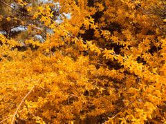 -大兴滨河森林公园