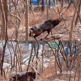 冬季大连|"林深时见鹿"在白云山真可以实现！