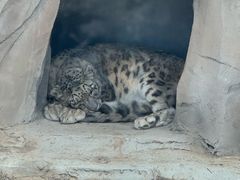 -青藏高原野生动物园