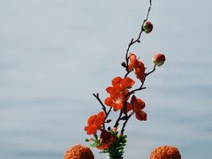 -柳莺湖上·湖景餐厅·江南菜(西湖店)