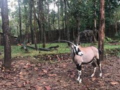 -清迈夜间动物园