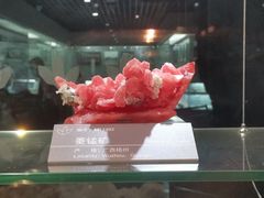 -中国地质博物馆